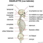 Squelette Humain Os Inspiration Anatomie