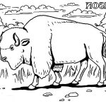 Bison Coloriage Luxe B Is For Bison Coloring Page