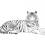 Coloriage Bébé Tigre Nouveau Dessins Gratuits à Colorier Coloriage Tigre à Imprimer