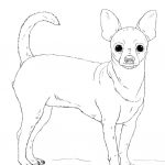 Coloriage Chihuahua Luxe Pug Coloring Pages Printable Coloring Home