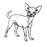 Coloriage Chihuahua Nouveau Chihuahua Coloring Pages Free Coloring Pages
