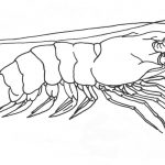 Coloriage Crevette Meilleur De Mantis Shrimp Drawing At Getdrawings