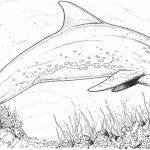 Coloriage Dauphins Nice Coloriage Dauphins