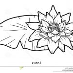 Coloriage Nénuphar Luxe Meilleur De Petale Coloriage Fleur De Lotus
