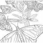 Coloriage Papillon Difficile Génial Coloriage Papillons En Printemps Difficile Dessin Gratuit