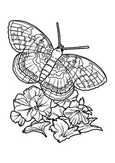 Coloriage Papillon Fleur Élégant Coloriage De Papillon Sur Une Fleur butterfly Coloring