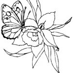 Coloriage Papillon Fleur Luxe Coloriage Papillon à Imprimer Gratuitement