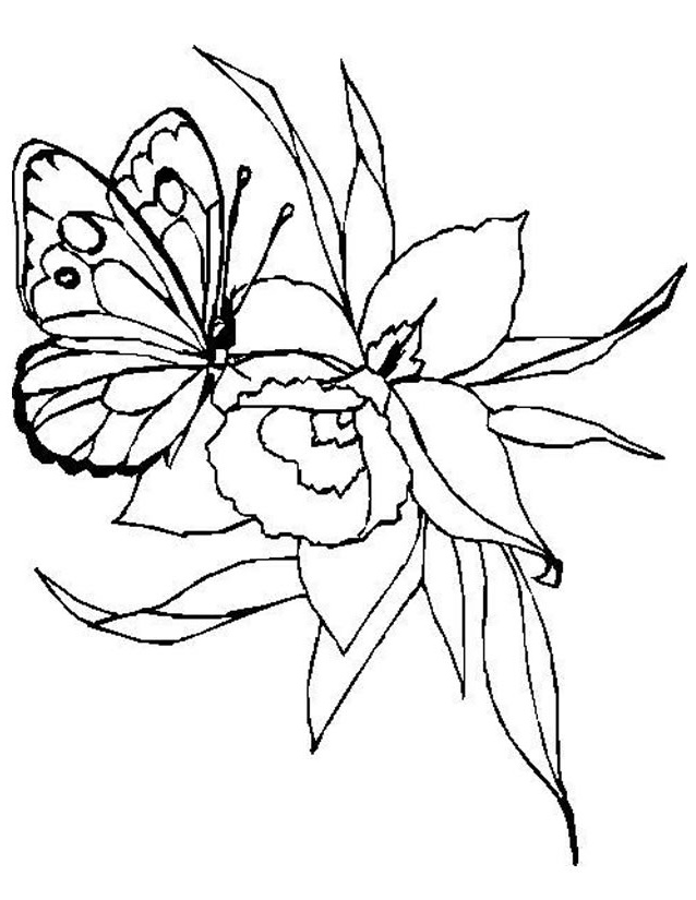 Coloriage Papillon Fleur Luxe Coloriage Papillon à Imprimer Gratuitement