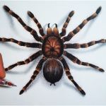 Araignée Coloriage Nice Ment Dessiner Une Araignée [tutoriel]