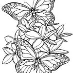 Coloriage À Imprimer Papillon Meilleur De 119 Dessins De Coloriage Papillon à Imprimer