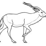 Coloriage Antilope Génial Ausmalbild Addax Antilope