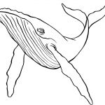 Coloriage Baleine Luxe Coloriage Baleine à Bosse Dessin à Imprimer Sur Coloriages