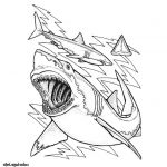 Coloriage Baleine Luxe Coloriage Requin Baleine Jecolorie