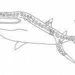 Coloriage Baleine Nouveau Dessin Requin Baleine Imprimer