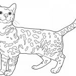 Coloriage Bebe Chat Frais Coloriage Chat Leopard Du Bengale Dessin Gratuit à Imprimer