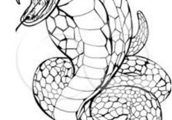 Coloriage Cobra Nice Cobra Coloring Pages for Kids Disney Coloring Pages