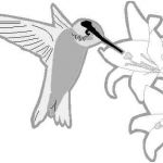 Coloriage Colibri Élégant Colibri 13 Animaux – Coloriages à Imprimer