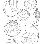 Coloriage Coquillage Frais Coloriage Coquillages