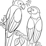 Coloriage Couple Génial Coloriage Exotiques Oiseaux