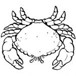 Coloriage Crabe Meilleur De Coloriage De Grand Crabe Pour Colorier Coloritou