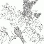 Coloriage D'oiseaux Nice 24 Dessins De Coloriage Oiseaux À Imprimer 55 55