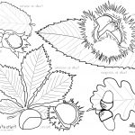 Coloriage Feuille Automne Maternelle Nice Coloriages Autumn Fruits Fruits & Feuilles D’automne