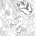 Coloriage Foret Tropicale Génial Des Toucans Et Un Lémurien Accroché à Un Arbre Image à