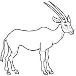 Coloriage Gazelle Génial Coloriage Oryx D Arabie