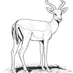 Coloriage Gazelle Inspiration Antilope Animaux – Coloriages à Imprimer