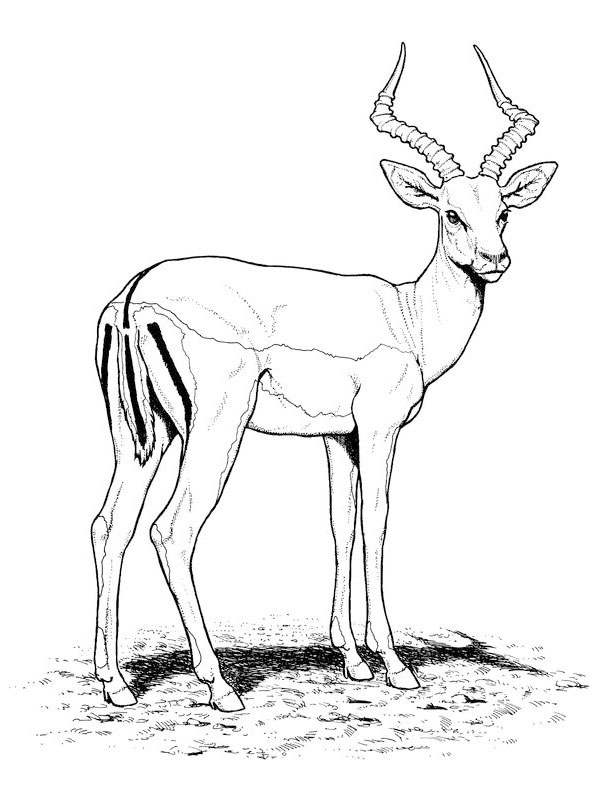 Coloriage Gazelle Inspiration Antilope Animaux – Coloriages à Imprimer