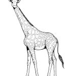 Coloriage Girafe À Imprimer Élégant 114 Dessins De Coloriage Girafe à Imprimer