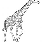 Coloriage Girafe À Imprimer Inspiration Coloriages Coloriage D Une Girafe Dans La Savane Fr