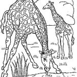 Coloriage Girafe À Imprimer Luxe Girafe 19 Animaux – Coloriages à Imprimer