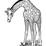 Coloriage Girafe À Imprimer Nouveau 111 Dessins De Coloriage Girafe à Imprimer