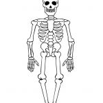 Coloriage Halloween Squelette Meilleur De Coloriage M Squelette Coloriage Pinterest