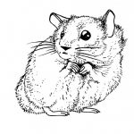 Coloriage Hamster Génial Coloriage Hamster Au Crayon Dessin Gratuit à Imprimer
