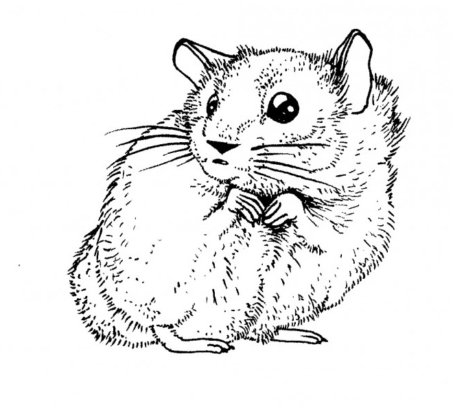 Coloriage Hamster Génial Coloriage Hamster Au Crayon Dessin Gratuit à Imprimer