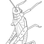 Coloriage Insectes Luxe Insectes Coloriages