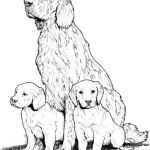 Coloriage Labrador Frais Coloriage Labrador Avec Chiots