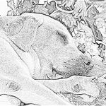 Coloriage Labrador Meilleur De Coloriage Labrador Faisant Sieste à Imprimer Pour Les 1967