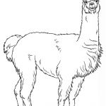 Coloriage Lama Luxe Alpaca Coloring Page