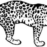 Coloriage Leopard Inspiration Coloriage Léopard 17