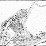 Coloriage Leopard Nice Coloriage Léopard à Imprimer Gratuit