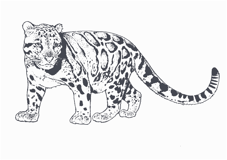 Coloriage Leopard Nice Panthère 60 Animaux – Coloriages à Imprimer