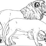 Coloriage Lion À Imprimer Élégant Coloriage Animaux Sauvages Lion à Imprimer