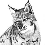 Coloriage Lynx Frais Dessin Mandala Lynx