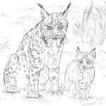 Coloriage Lynx Génial Coloriage Lynx Pardelle Mère Et Petit