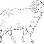 Coloriage Mouton Génial Mouton 6 Animaux – Coloriages à Imprimer