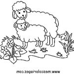 Coloriage Mouton Luxe Imprimer Coloriage Dessiner Mouton