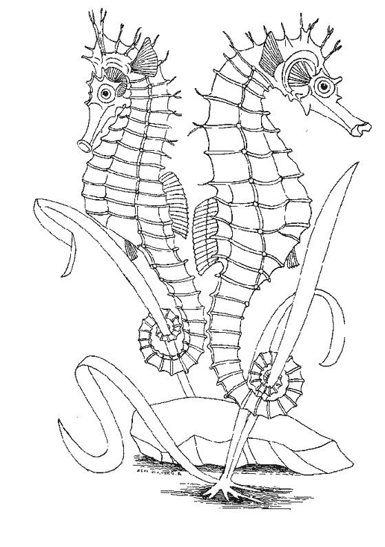 Coloriage Ocean Inspiration 38 Best Images About Hippocampe Seahorse On Pinterest